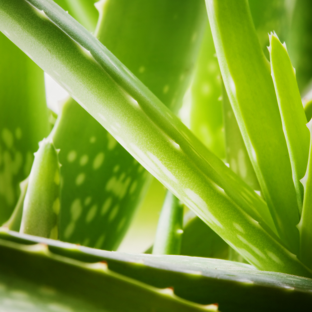 Aloe Powder-Mixed Berry Flavor, Premier
