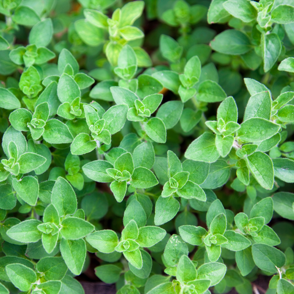 Oregano Oil, Premier