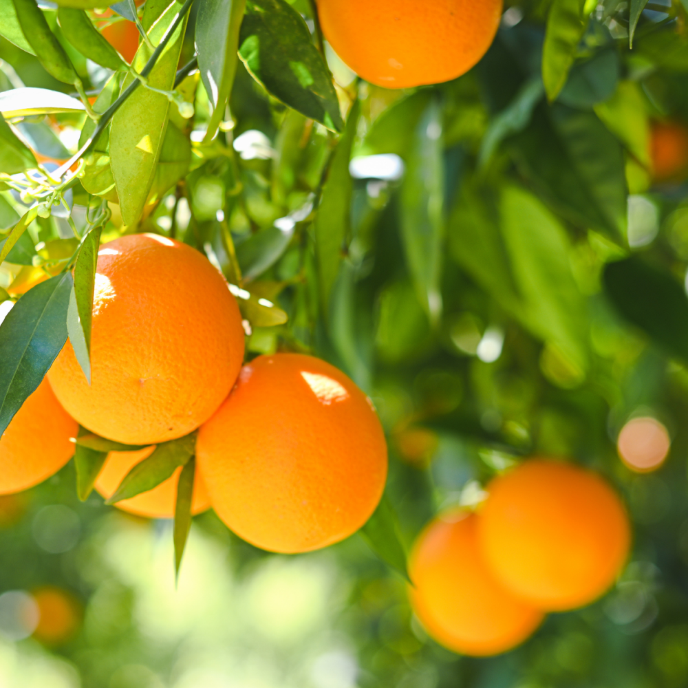 Limonene, Premier