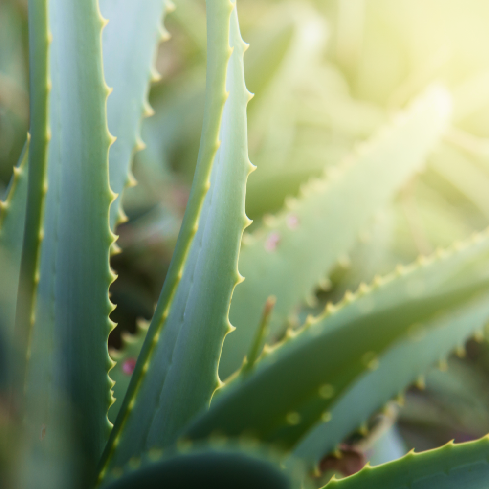 Aloe, Premier