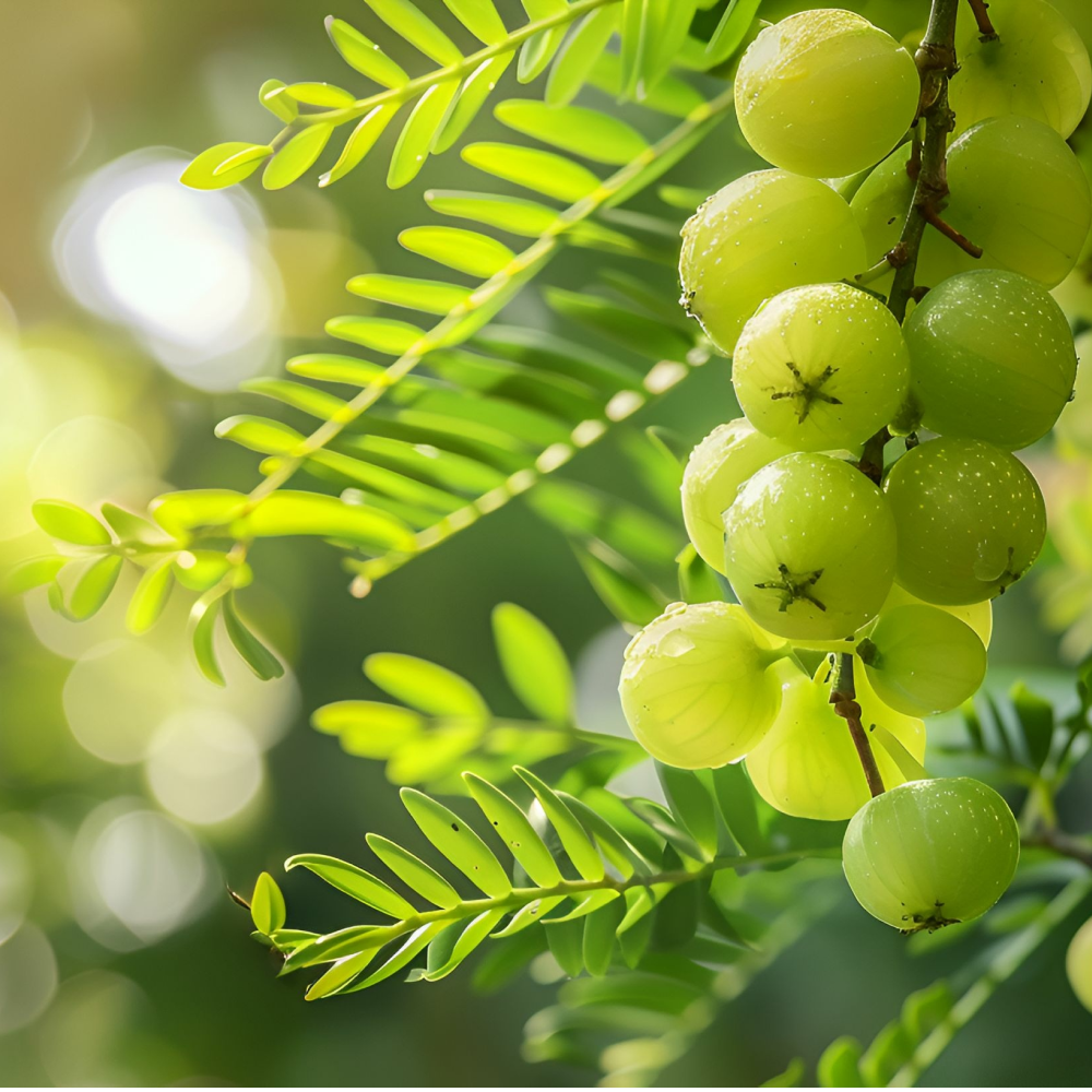 Plant Vitamin C, Premier