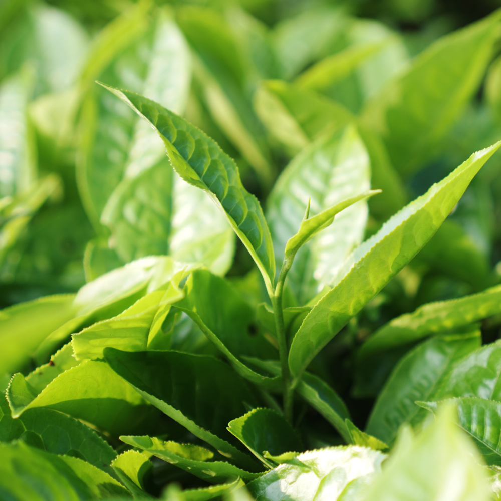Green Tea Extract, Premier