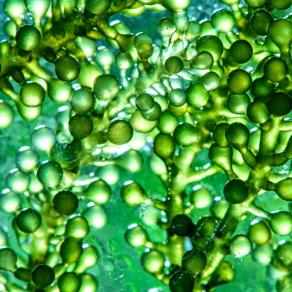 Medi-Chlorella-FX™