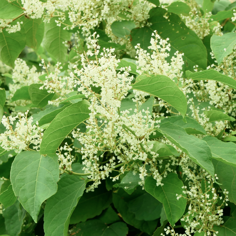 Resveratrol, Premier (Fermented)
