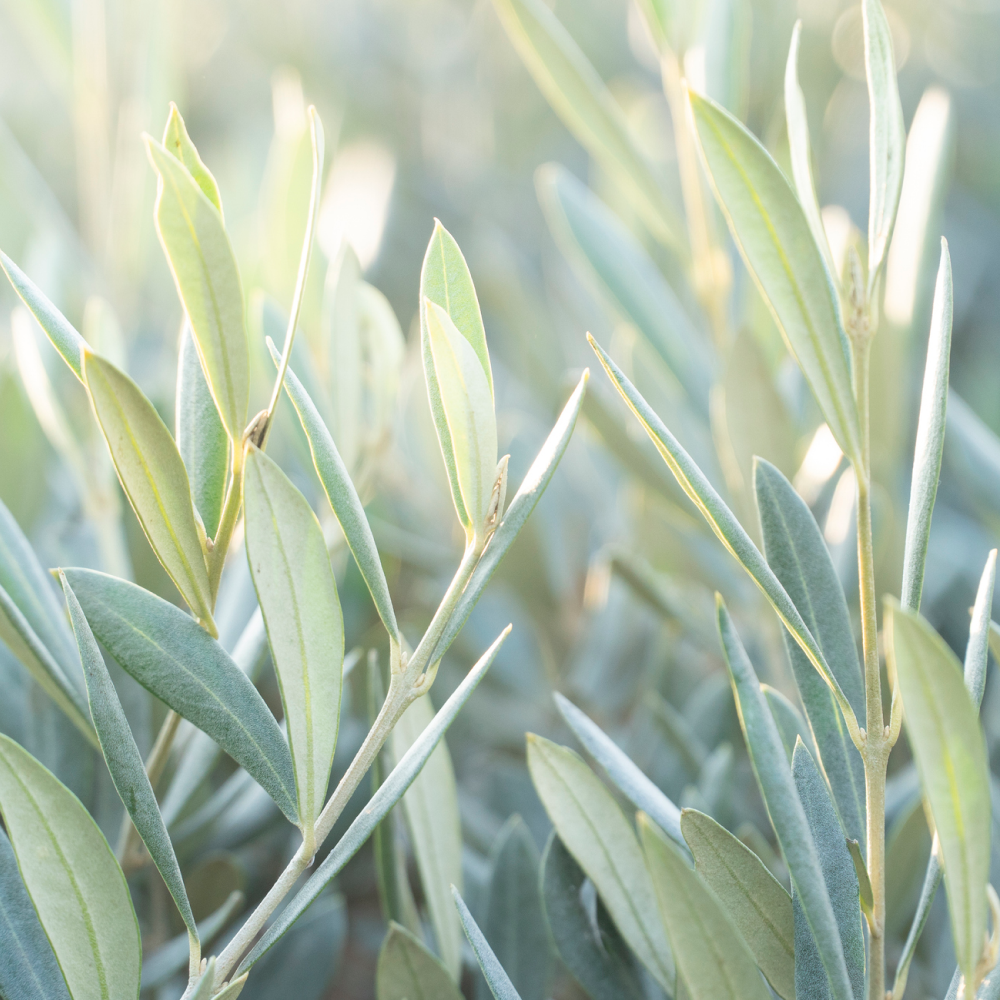 Olive Leaf Immune™
