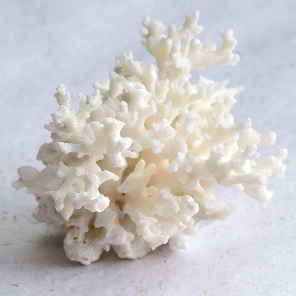 Calcium Magnesium Plus, Premier (300 Caps)