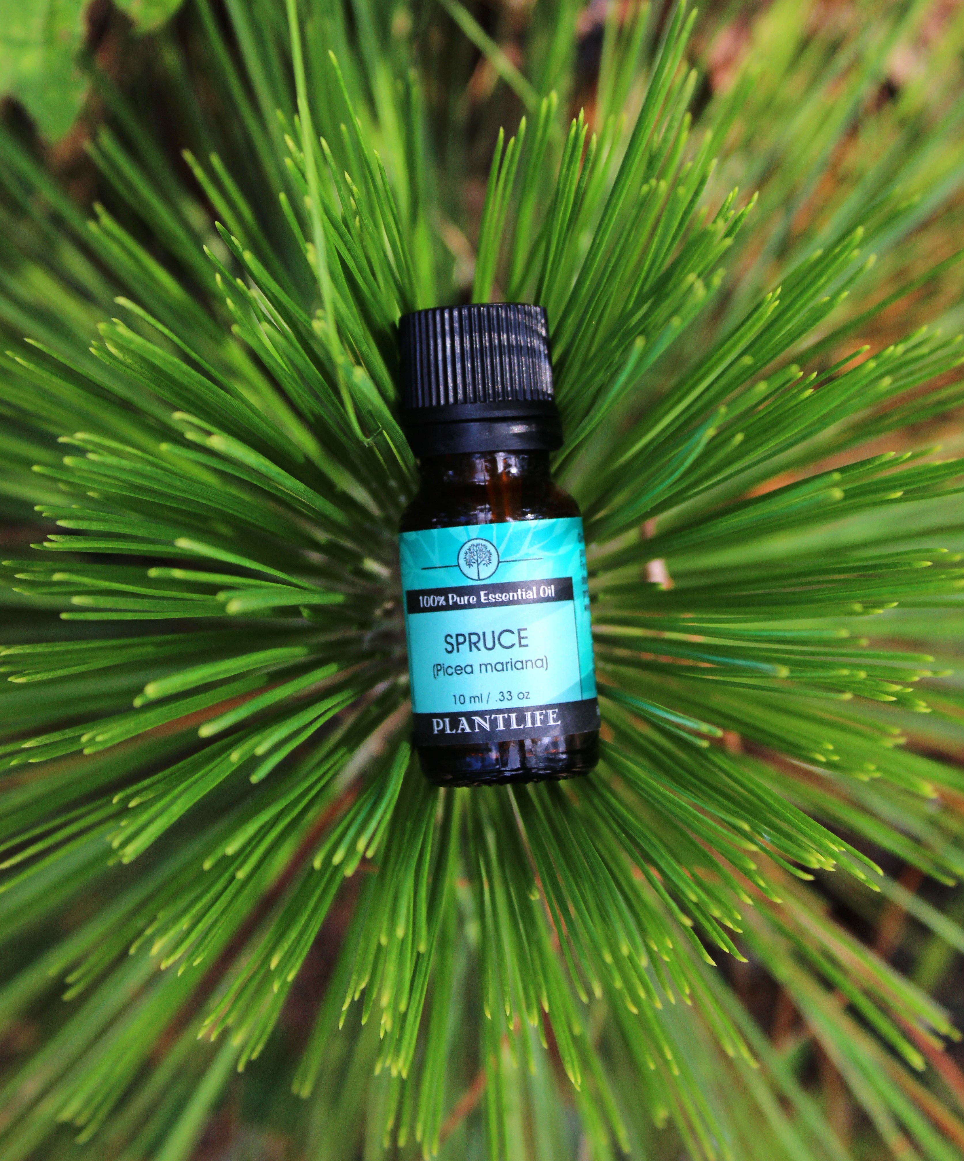 Spruce Essential Oil