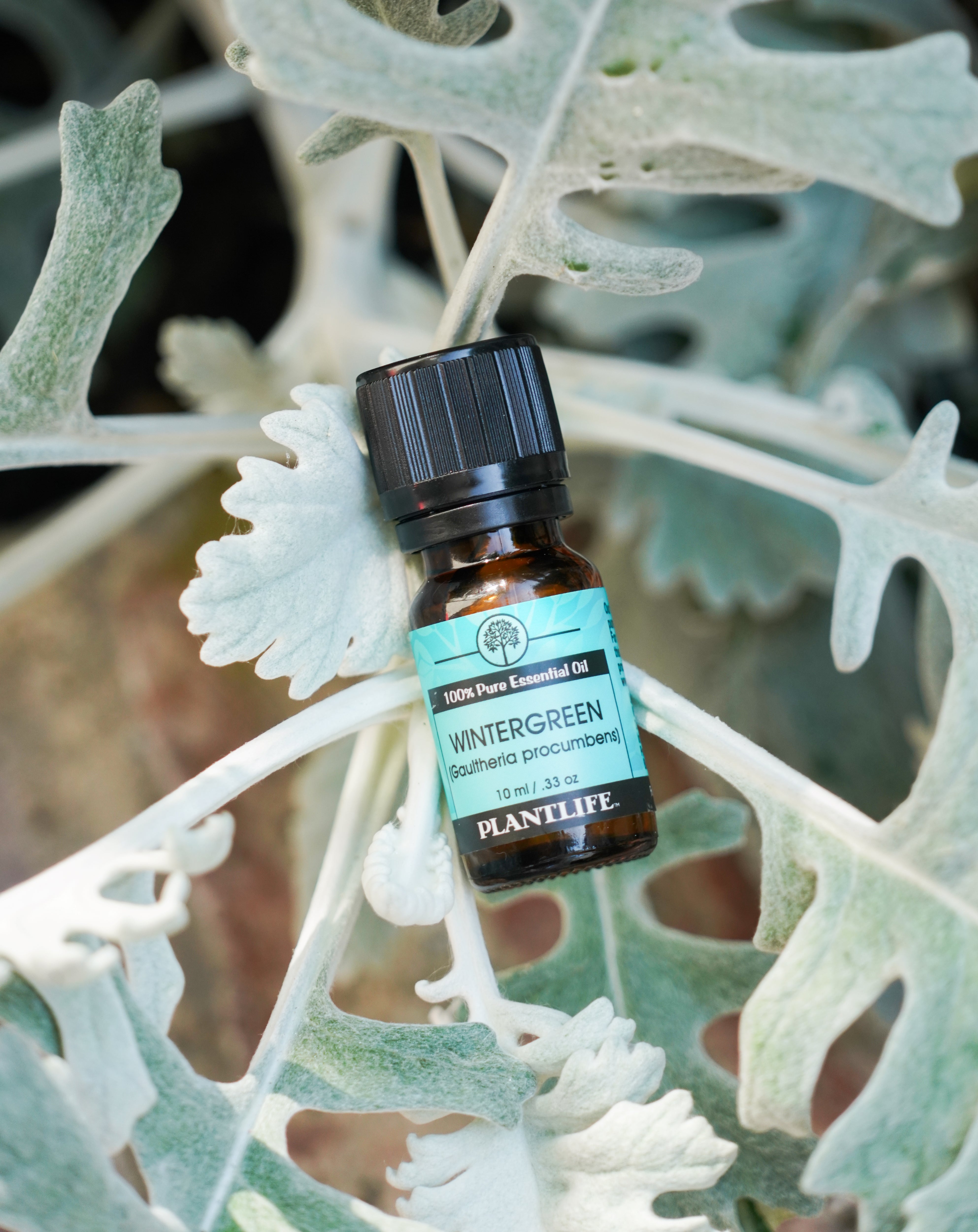 Wintergreen Essential Oil